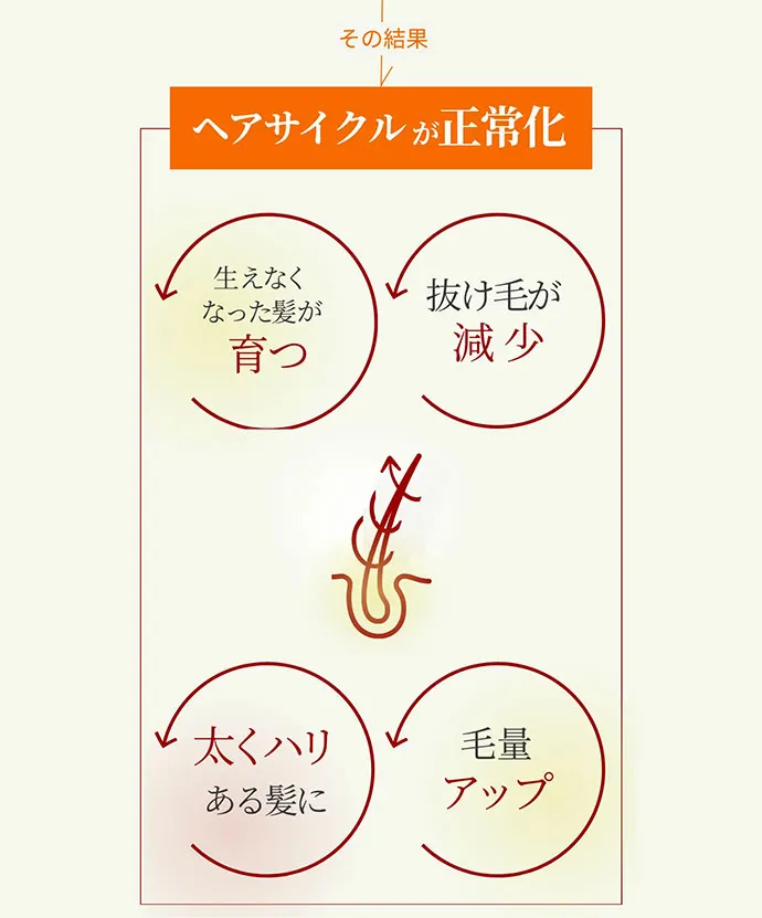 ヘアサイクル図